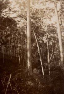 Karry trees, Donnely River C1949